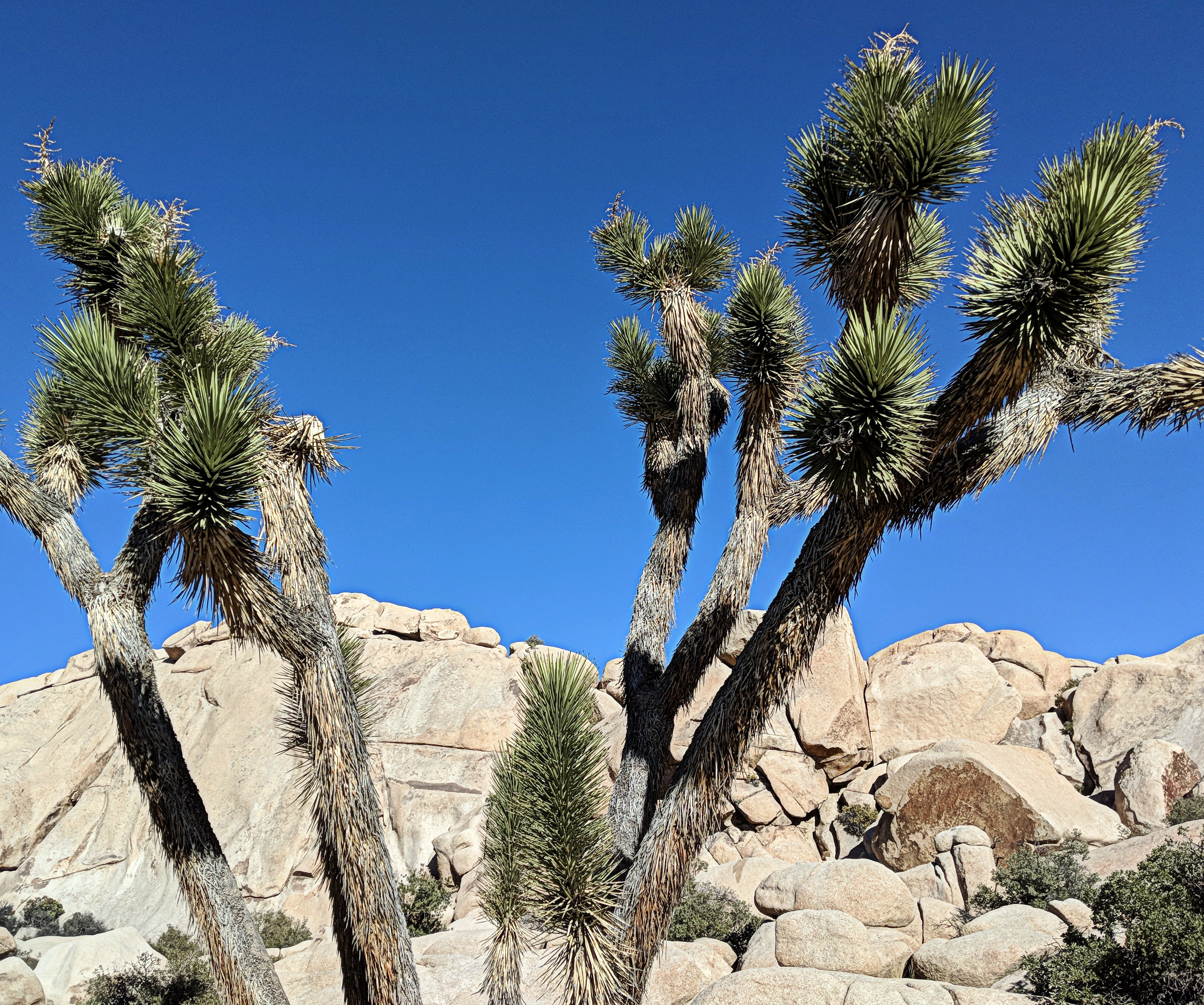 Joshua Tree National Park 的 Barker Dam 与花岗岩地貌